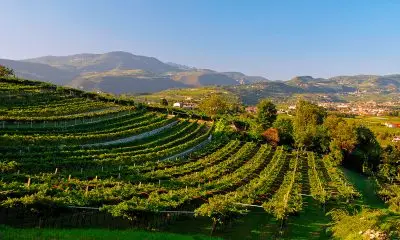 Valpolicella: buona qualità per la vendemmia 2024