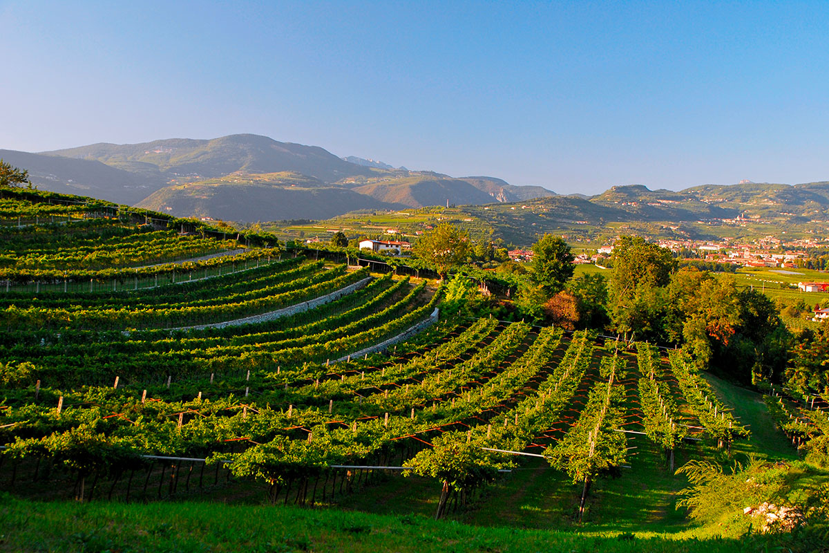 Valpolicella: buona qualità per la vendemmia 2024